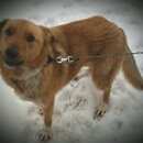 Подробнее об объявлении «Пропала собака Санкт-Петербург» Фото: пропала собака  «Пропала собака Санкт-Петербург» в г. Санкт-Петербург