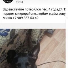 Подробнее об объявлении «Пропала собака кобель Хабаровск» Фото: пропала собака  «Пропала собака кобель Хабаровск» в г. Хабаровск