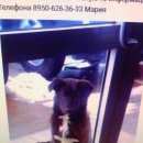 Подробнее об объявлении «Пропала собака sos помогите найти собаку Нижний Новгород» Фото: пропала собака  «Пропала собака sos помогите найти собаку Нижний...» в г. Нижний Новгород