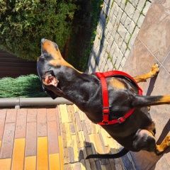 Подробнее об объявлении «Видное Пропала собака» Фото: пропала собака  «Видное Пропала собака» в г. Видное