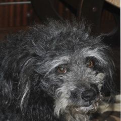 Подробнее об объявлении «Пропала собака кобель Великий Новгород (Новгород)» Фото: пропала собака  «Пропала собака кобель Великий Новгород (Новгород)» в г. Великий Новгород (Новгород)