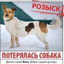 Подробнее об объявлении «Коломна Пропала собака потерялась собака волга» Фото: пропала собака  «Коломна Пропала собака потерялась собака волга» в г. Коломна