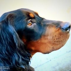 Подробнее об объявлении «Пропала собака сеттер гордон Санкт-Петербург» Фото: пропала собака  «Пропала собака сеттер гордон Санкт-Петербург» в г. Санкт-Петербург