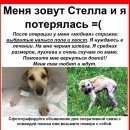 Подробнее об объявлении «Пропала собака убежала из зоогостиницы Москва» Фото: пропала собака  «Пропала собака убежала из зоогостиницы Москва» в г. Москва