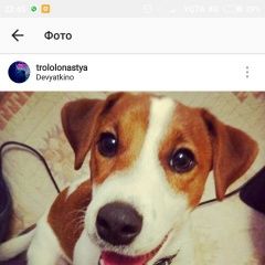 Подробнее об объявлении «Пропала собака кобель Санкт-Петербург» Фото: пропала собака Джек рассел терьер «Пропала собака кобель Санкт-Петербург» в г. Санкт-Петербург