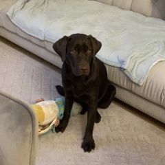 Подробнее об объявлении «Тюмень Пропала собака кобель» Фото: пропала собака Лабрадор ретривер «Тюмень Пропала собака кобель» в г. Тюмень