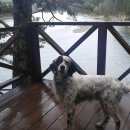 Подробнее об объявлении «Королев Пропала собака кобель» Фото: пропала собака Английский сеттер «Королев Пропала собака кобель» в г. Королев