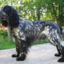 Подробнее об объявлении «Ижевск Пропала собака кобель» Фото: пропала собака Русский охотничий спаниель «Ижевск Пропала собака кобель» в г. Ижевск