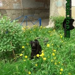 Подробнее об объявлении «Сургут Пропала собака кобель очень скучаем» Фото: пропала собака  «Сургут Пропала собака кобель очень скучаем» в г. Сургут