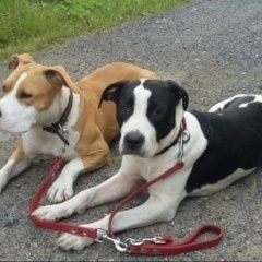 Подробнее об объявлении «Пропала собака рыже-белая и вторая черно-белая Сертолово» Фото: пропала собака Американский стаффордширский терьер «Пропала собака рыже-белая и вторая черно-белая...» в г. Сертолово