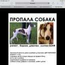 Подробнее об объявлении «Санкт-Петербург Пропала собака английская борзая уиппет девочка» Фото: пропала собака Уиппет «Санкт-Петербург Пропала собака английская...» в г. Санкт-Петербург