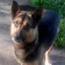 Подробнее об объявлении «Пропала собака кобель помогите найти Симферополь» Фото: пропала собака Немецкая овчарка «Пропала собака кобель помогите найти Симферополь» в г. Симферополь