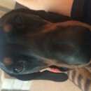 Подробнее об объявлении «Щербинка Пропала собака кобель такса» Фото: пропала собака Такса «Щербинка Пропала собака кобель такса» в г. Щербинка