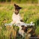 Подробнее об объявлении «Пропала собака Новосибирск» Фото: пропала собака  «Пропала собака Новосибирск» в г. Новосибирск