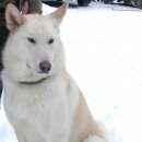 Подробнее об объявлении «Пропала собака кобель 14.05.2017 Троицк» Фото: пропала собака Западно-сибирская лайка «Пропала собака кобель 14.05.2017 Троицк» в г. Троицк