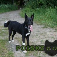 Подробнее об объявлении «Пропала собака чертановский пруд Москва» Фото: пропала собака  «Пропала собака чертановский пруд Москва» в г. Москва