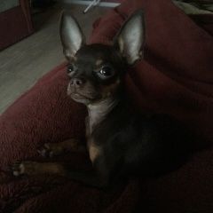 Подробнее об объявлении «Серпухов Пропала собака» Фото: пропала собака Русский той-терьер «Серпухов Пропала собака» в г. Серпухов