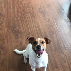 Подробнее об объявлении «Ижевск Пропала собака» Фото: пропала собака Джек рассел терьер «Ижевск Пропала собака» в г. Ижевск