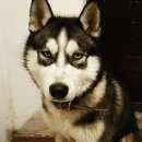 Подробнее об объявлении «Батайск Пропала собака кобель любимец всей семьи» Фото: пропала собака Сибирская хаски «Батайск Пропала собака кобель любимец всей семьи» в г. Батайск