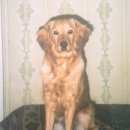 Подробнее об объявлении «Воронеж Пропала собака кобель срочно нужно найти» Фото: пропала собака  «Воронеж Пропала собака кобель срочно нужно найти» в г. Воронеж