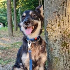 Подробнее об объявлении «Пропала собака кобель пожалуйста, помогите найти Болохово» Фото: пропала собака  «Пропала собака кобель пожалуйста, помогите...» в г. Болохово