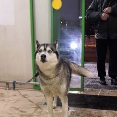 Подробнее об объявлении «Пропала собака помогите вернуть домой  Нарофоминск» Фото: пропала собака Сибирская хаски «Пропала собака помогите вернуть домой  Нарофоминск» в г. Нарофоминск