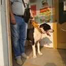 Подробнее об объявлении «Тула Пропала собака» Фото: пропала собака  «Тула Пропала собака» в г. Тула