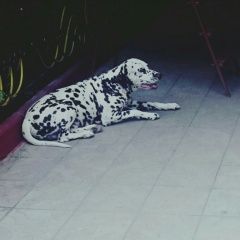 Подробнее об объявлении «Дагестанские Огни Пропала собака кобель выбежал ночью из дома, испугался салюты» Фото: пропала собака Далматин «Дагестанские Огни Пропала собака кобель выбежал...» в г. Дагестанские Огни