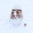 Подробнее об объявлении «Пропала собака кобель шпиц Санкт-Петербург» Фото: пропала собака Померанский шпиц «Пропала собака кобель шпиц Санкт-Петербург» в г. Санкт-Петербург