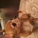 Подробнее об объявлении «Пропала собака кобель   Королев» Фото: пропала собака Чихуахуа «Пропала собака кобель   Королев» в г. Королев