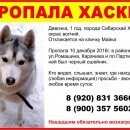 Подробнее об объявлении «Пропала собака Брянск» Фото: пропала собака Сибирская хаски «Пропала собака Брянск» в г. Брянск