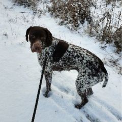 Подробнее об объявлении «Пропала собака Венев» Фото: пропала собака Курцхаар «Пропала собака Венев» в г. Венев