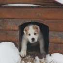 Подробнее об объявлении «Пропала собака кобель Нижний Новгород» Фото: пропала собака Среднеазиатская овчарка «Пропала собака кобель Нижний Новгород» в г. Нижний Новгород