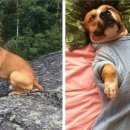 Подробнее об объявлении «Пропала собака кобель амстафф Санкт-Петербург» Фото: пропала собака Американский стаффордширский терьер «Пропала собака кобель амстафф Санкт-Петербург» в г. Санкт-Петербург