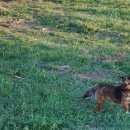 Подробнее об объявлении «Воронеж Пропала собака кобель» Фото: пропала собака  «Воронеж Пропала собака кобель» в г. Воронеж