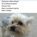 Подробнее об объявлении «Пропала собака кобель йорк Ростов-на-Дону» Фото: пропала собака Йоркширский терьер «Пропала собака кобель йорк Ростов-на-Дону» в г. Ростов-на-Дону