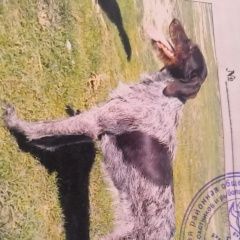 Подробнее об объявлении «Пропала собака породы дратхар по кличке лара Сальск» Фото: пропала собака Дратхаар «Пропала собака породы дратхар по кличке лара...» в г. Сальск