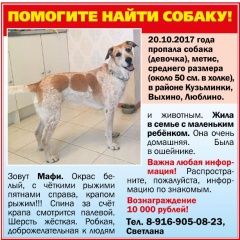 Подробнее об объявлении «Пропала собака метис-девочка. зовут мафи Москва» Фото: пропала собака  «Пропала собака метис-девочка. зовут мафи Москва» в г. Москва