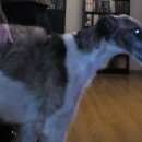 Подробнее об объявлении «Омск Пропала собака борзая» Фото: пропала собака Русская псовая борзая «Омск Пропала собака борзая» в г. Омск