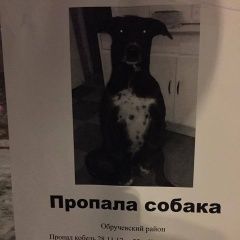 Подробнее об объявлении «Пропала собака кобель потерялася в юзао травмированный черный Москва» Фото: пропала собака  «Пропала собака кобель потерялася в юзао...» в г. Москва