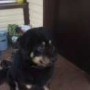 Подробнее об объявлении «Пропала собака кобель вознаграждение Улан-Удэ» Фото: пропала собака  «Пропала собака кобель вознаграждение Улан-Удэ» в г. Улан-Удэ