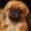 Подробнее об объявлении «Воронеж Пропала собака кобель» Фото: пропала собака Пекинес «Воронеж Пропала собака кобель» в г. Воронеж