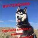Подробнее об объявлении «Пропала собака Саратов» Фото: пропала собака Сибирская хаски «Пропала собака Саратов» в г. Саратов