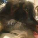 Подробнее об объявлении «Саратов Пропала собака» Фото: пропала собака  «Саратов Пропала собака» в г. Саратов