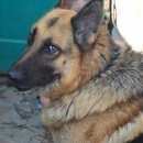 Подробнее об объявлении «Пропала собака кобель немецкая овчарка 19.01.2017г Симферополь» Фото: пропала собака Немецкая овчарка «Пропала собака кобель немецкая овчарка...» в г. Симферополь