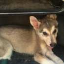 Подробнее об объявлении «Тула Пропала собака» Фото: пропала собака  «Тула Пропала собака» в г. Тула