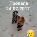 Подробнее об объявлении «Пропала собака помогите найти пожалуйста Новоуральск» Фото: пропала собака Йоркширский терьер «Пропала собака помогите найти пожалуйста...» в г. Новоуральск