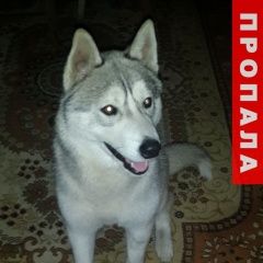 Подробнее об объявлении «Ростов-на-Дону Пропала собака кобель» Фото: пропала собака Сибирская хаски «Ростов-на-Дону Пропала собака кобель» в г. Ростов-на-Дону
