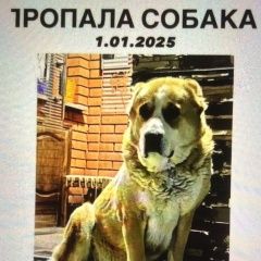 Подробнее об объявлении «Пропала собака алабай Истра» Фото: пропала собака  «Пропала собака алабай Истра» в г. Истра