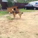 Подробнее об объявлении «Пропала собака Санкт-Петербург» Фото: пропала собака  «Пропала собака Санкт-Петербург» в г. Санкт-Петербург